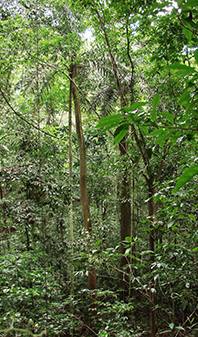 Light gradients in a Panamanian forest.